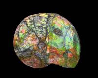 Ammonite nacrée
